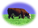 Quality Beef!